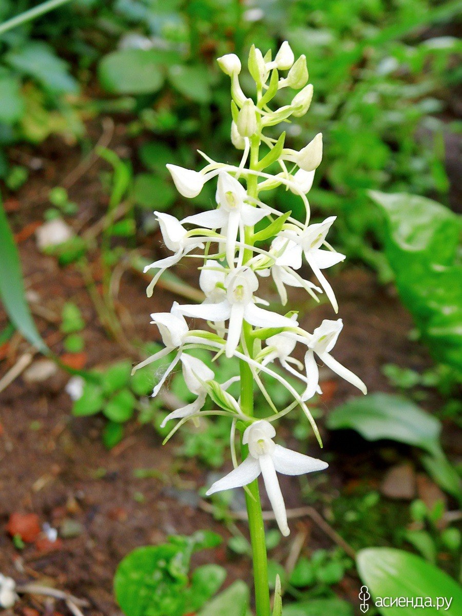 Любка двулистная (Platanthera bifolia)