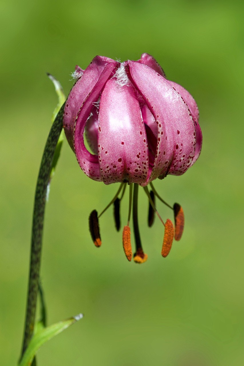 Лесная Лилия