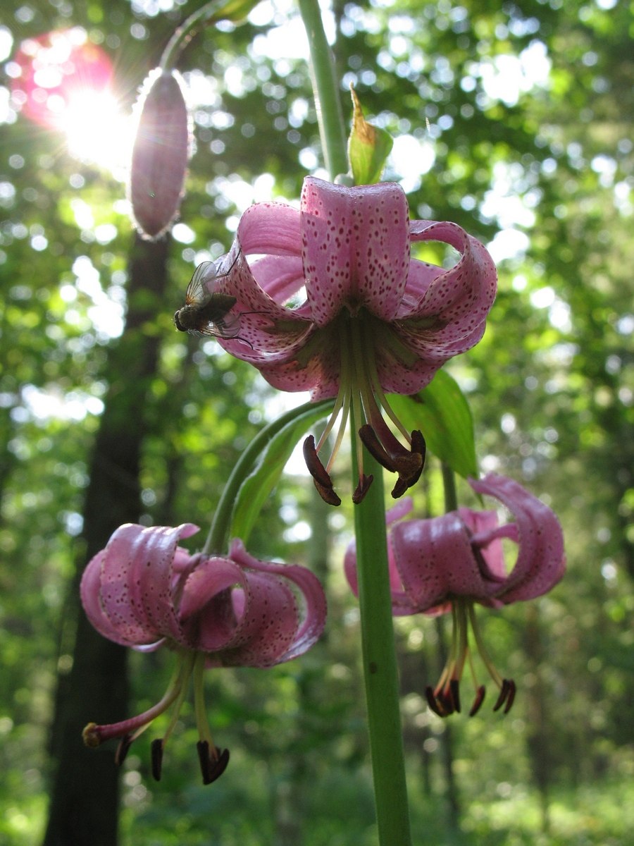 Лилия карликовая (Lilium pumilum)