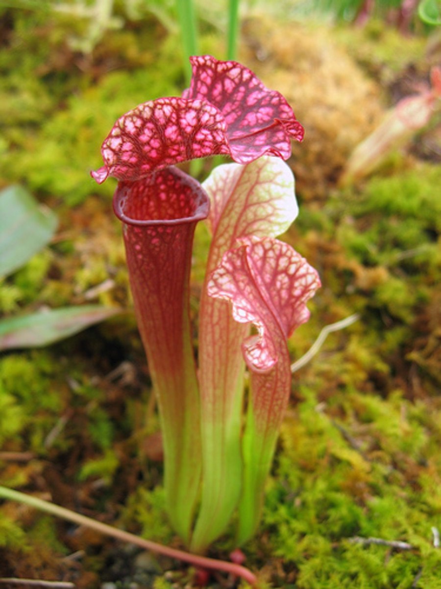 Саррацения Драммонда