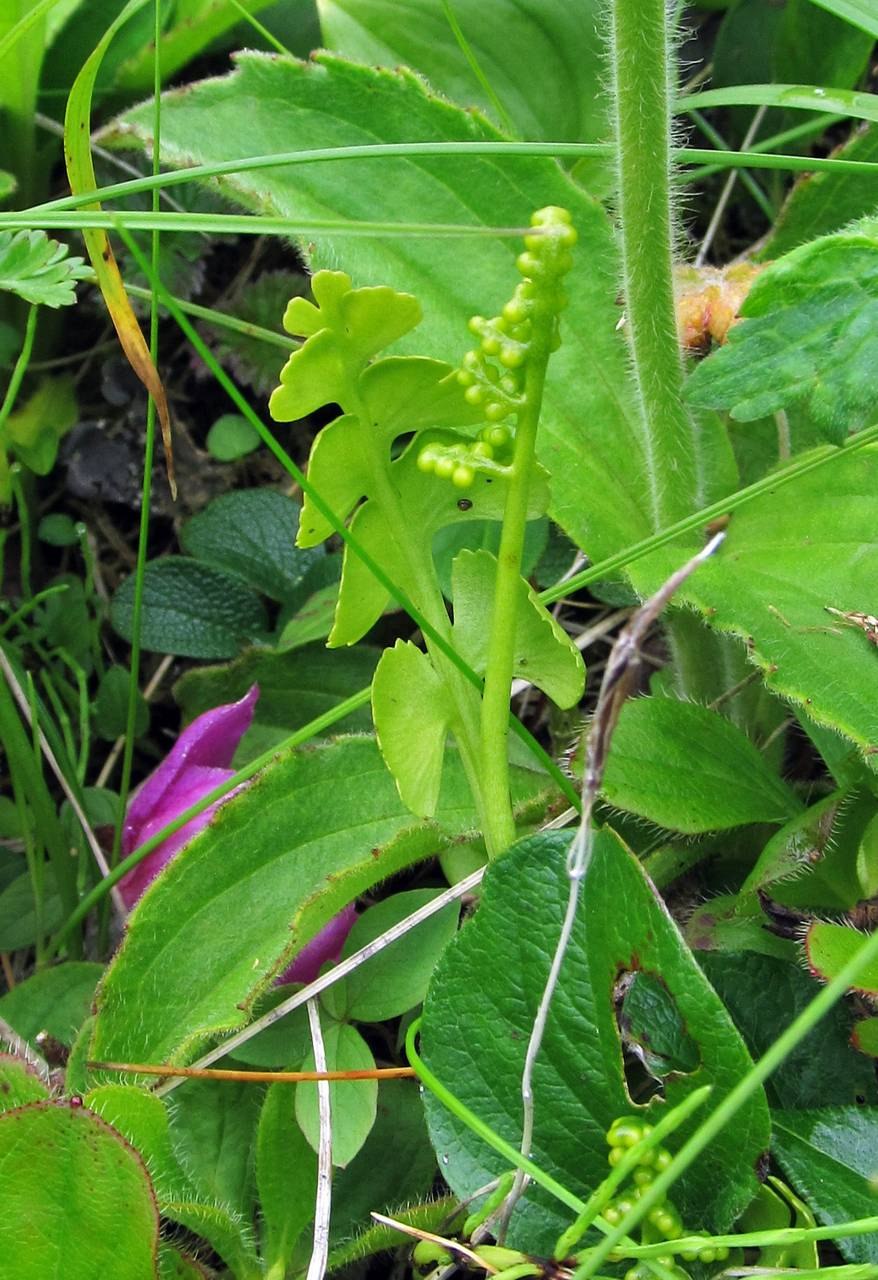 Botrychium matricariifolium