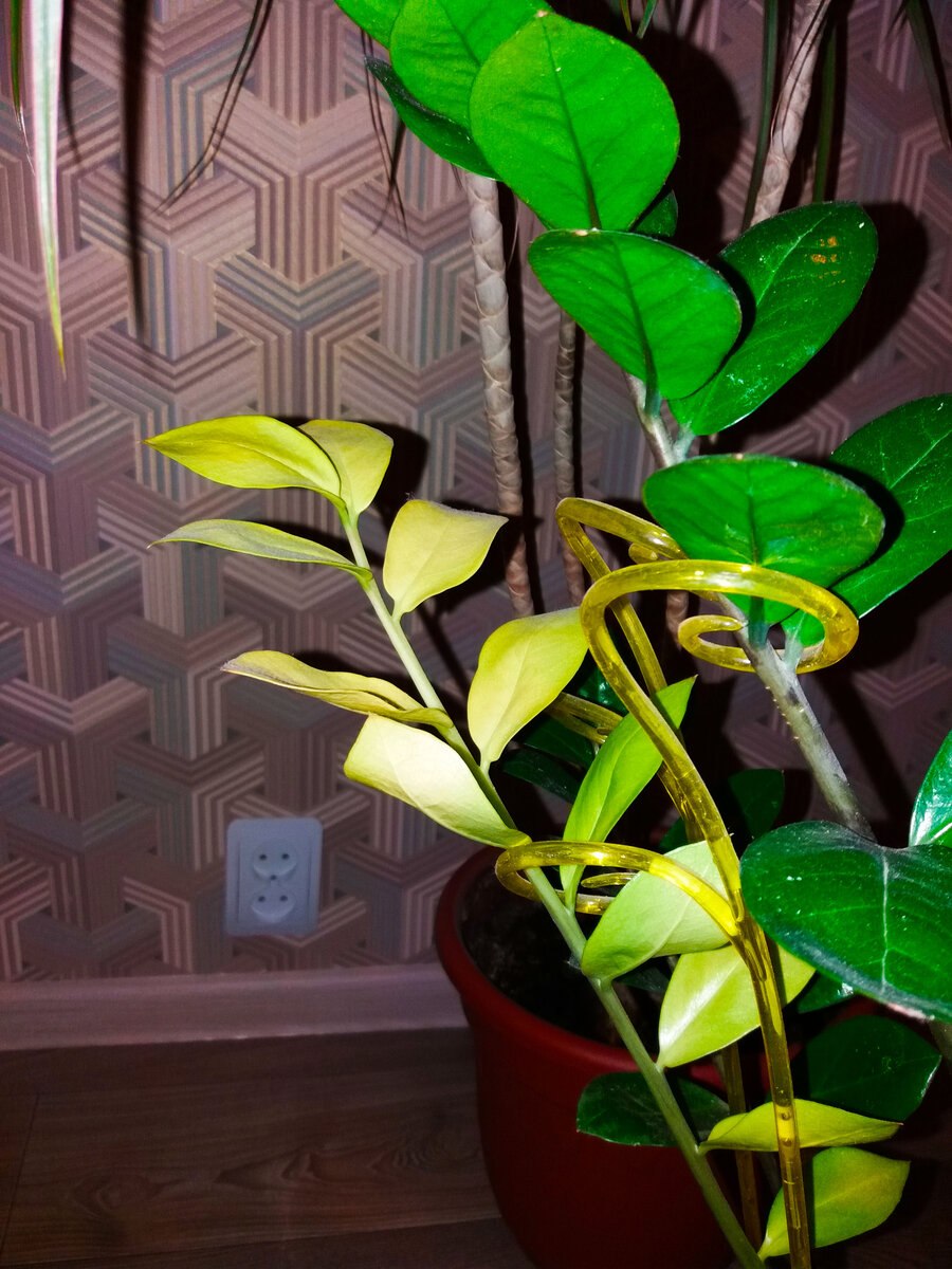 Замиокулькас листья