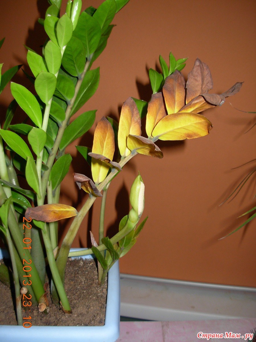 Замиокулькас желтеет ветка