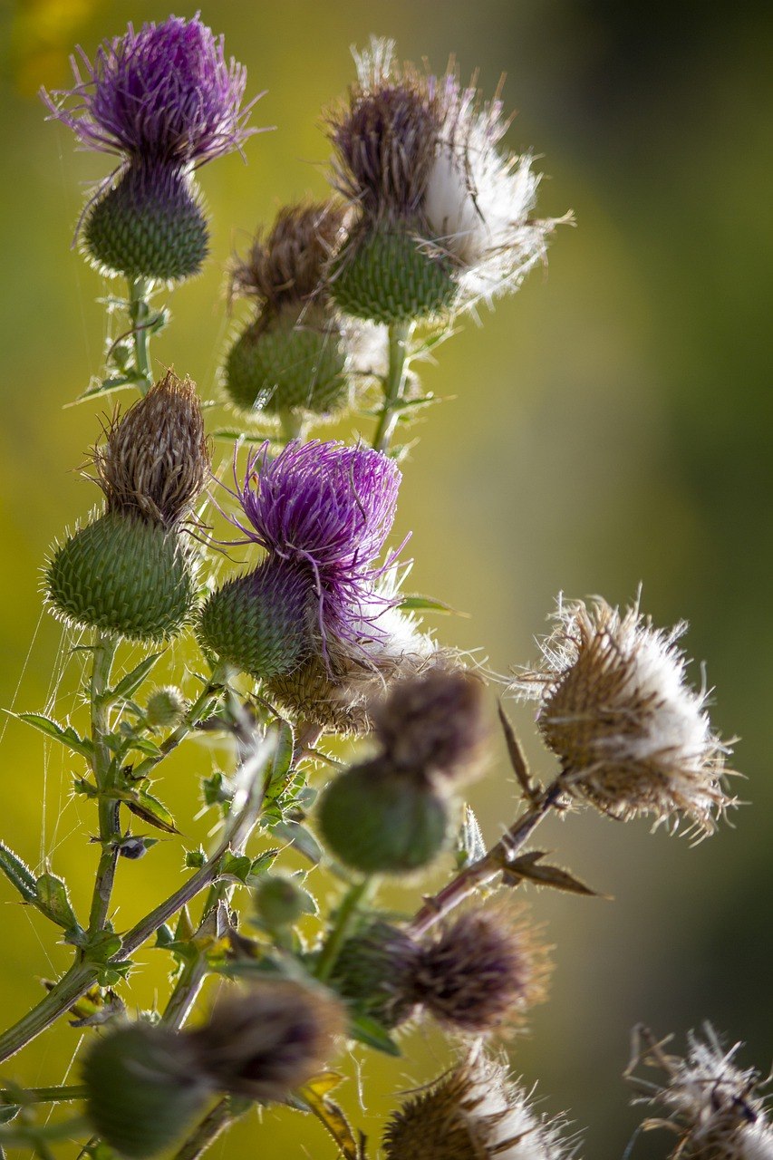 Репей чертополох Бодяк