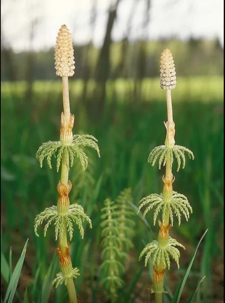 Плаун булавовидный