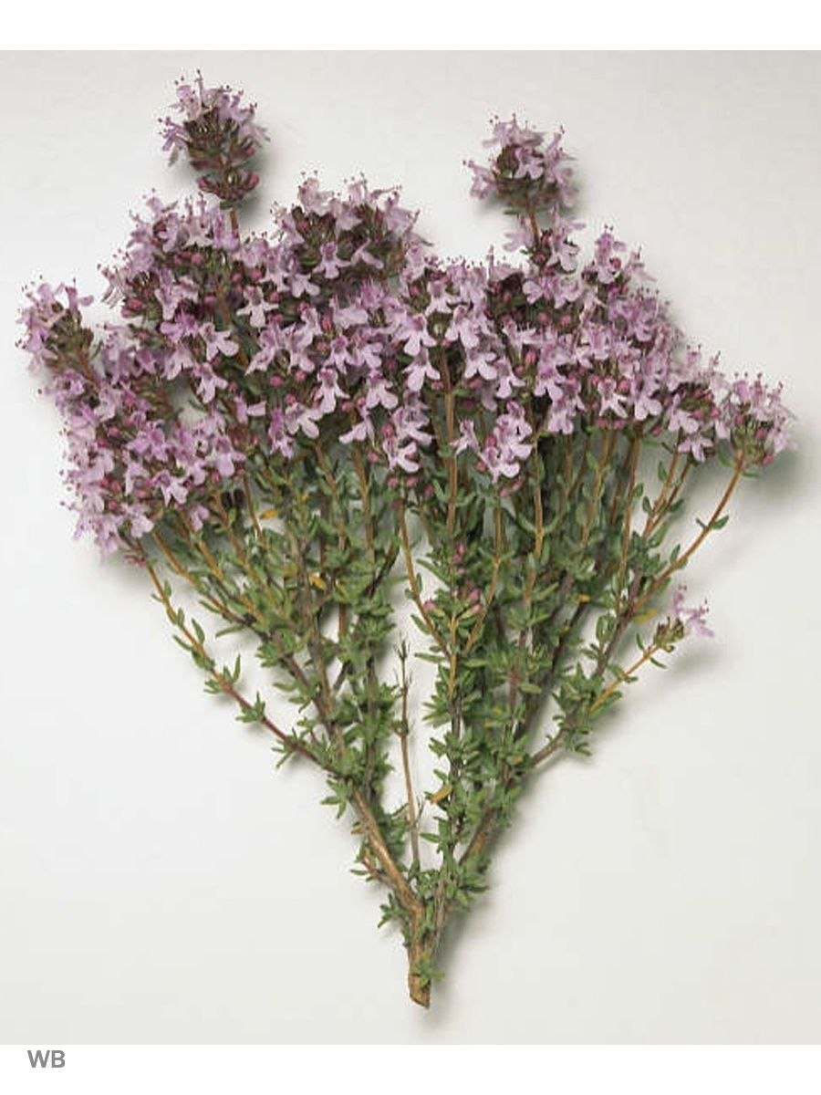 Тимьян ложнопушистый