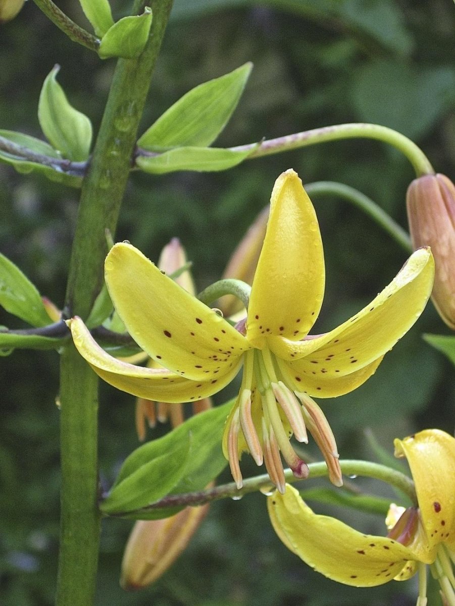 Лилия кудреватая манитоба морнинг