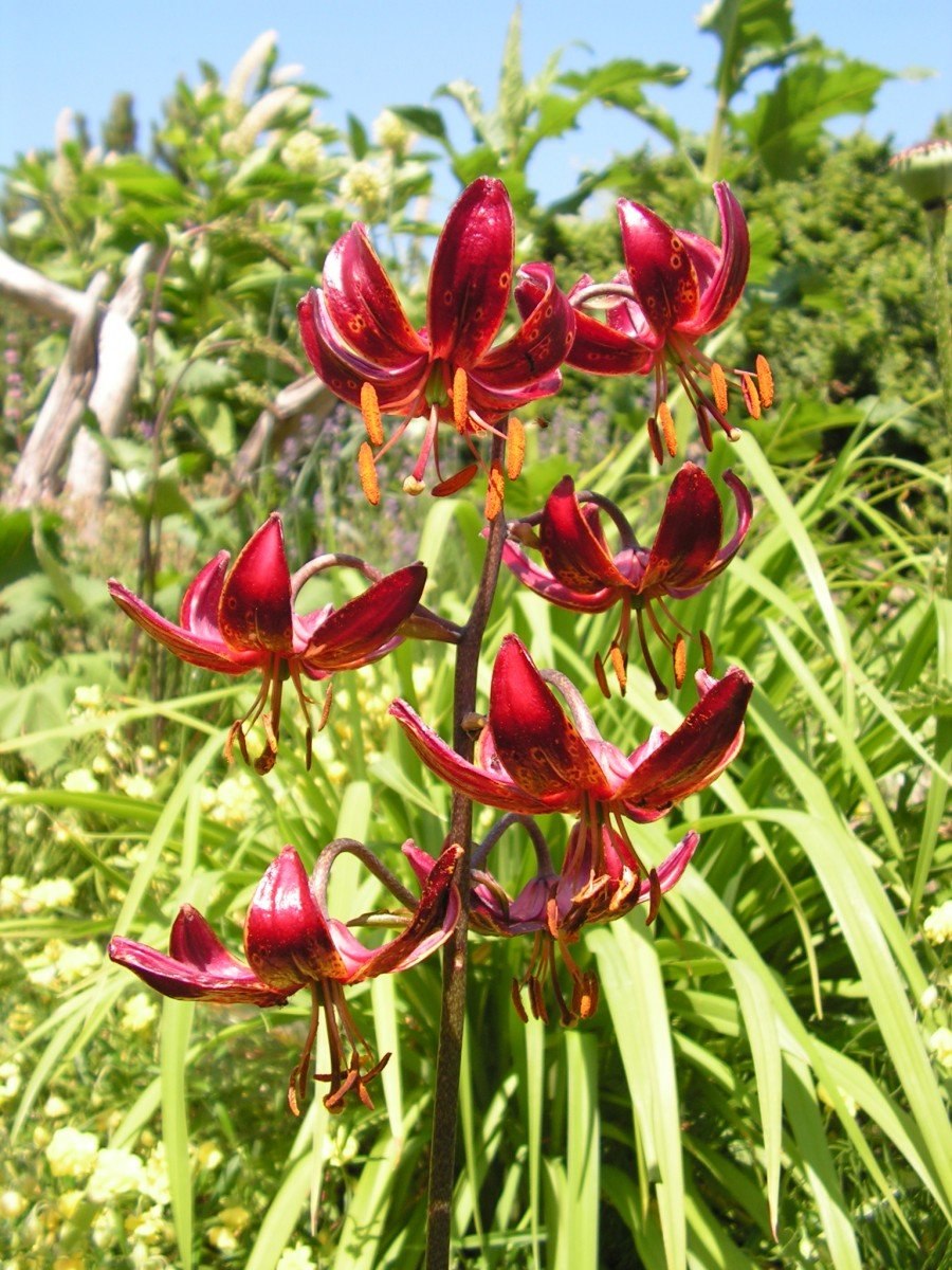 Лилия леди Элис (видовая)