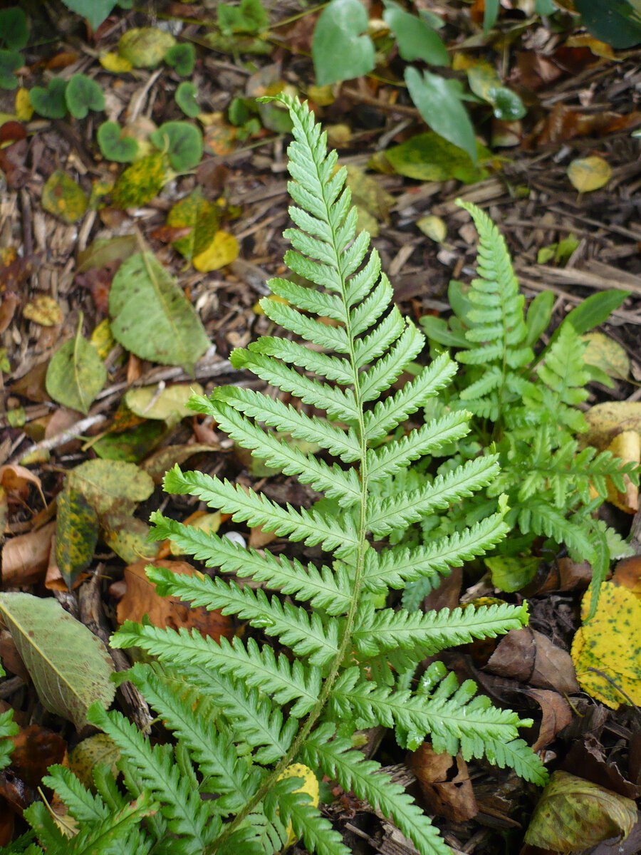 Папоротник Щитовник корневище