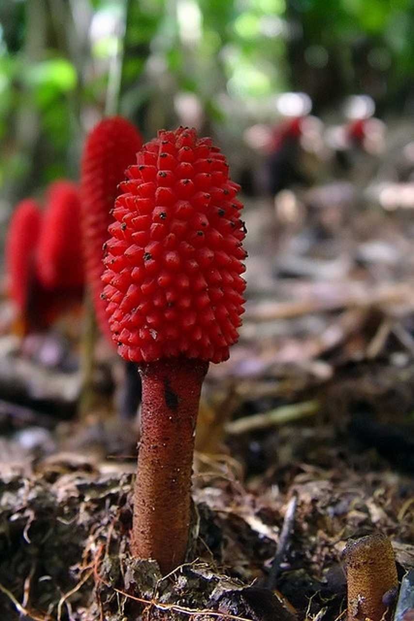 Родотус гриб