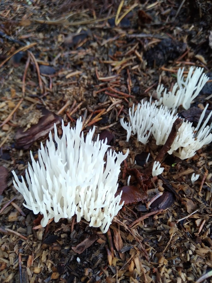 Гриб Entoloma hochstetteri