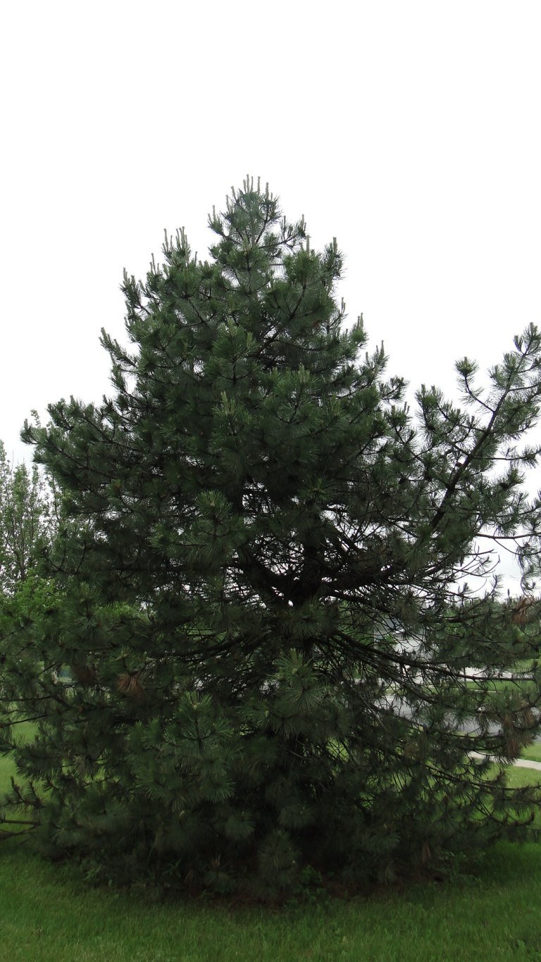 Сосна Pinus nigra