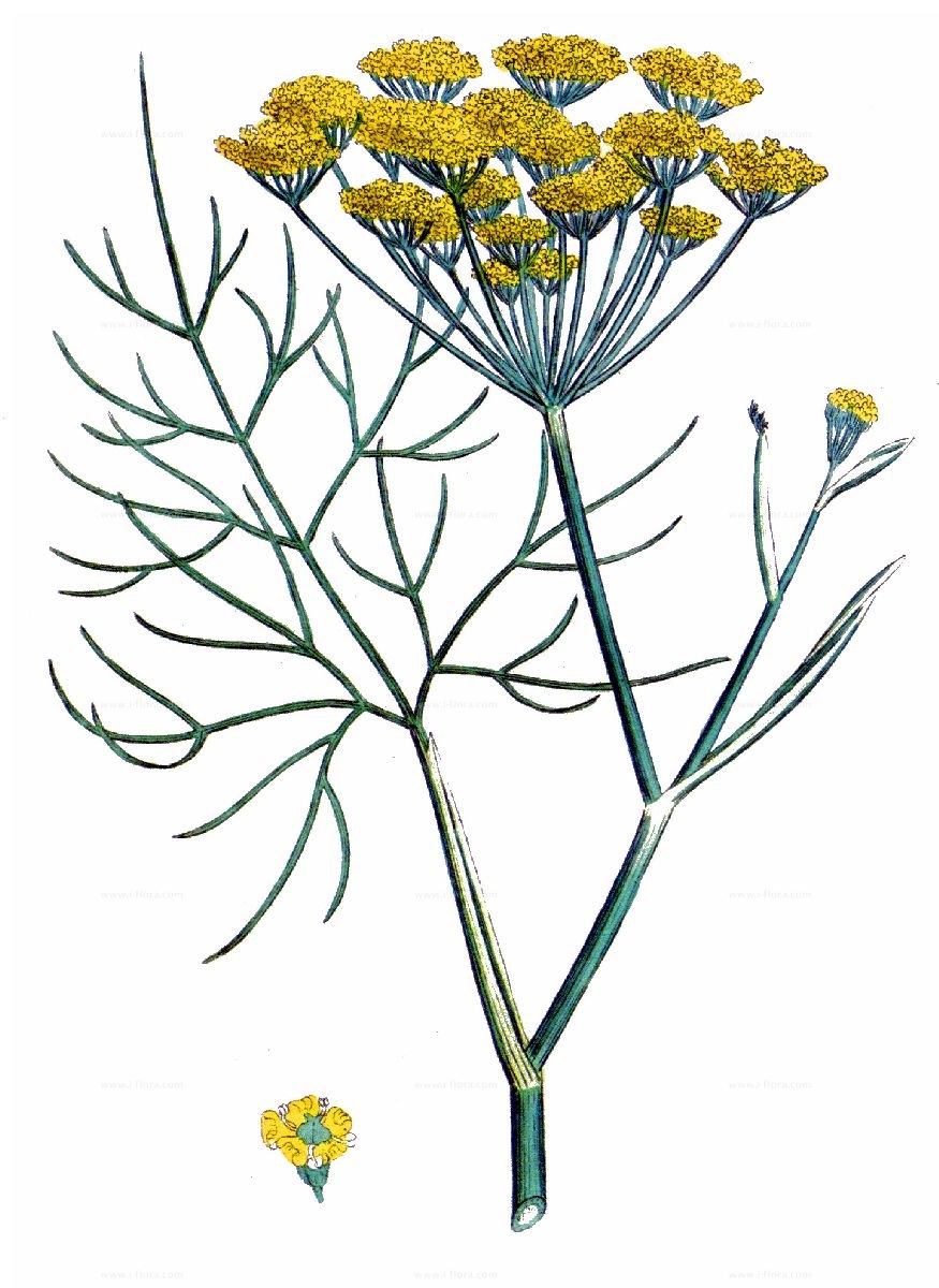 Фенхель. Foeniculum vulgare