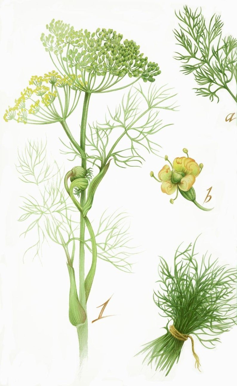 Foeniculum vulgare семена