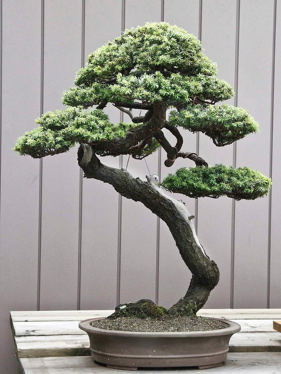 Банзай китайское дерево