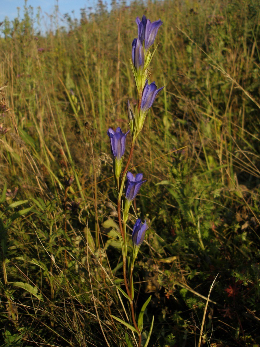 Багульник Забайкальский