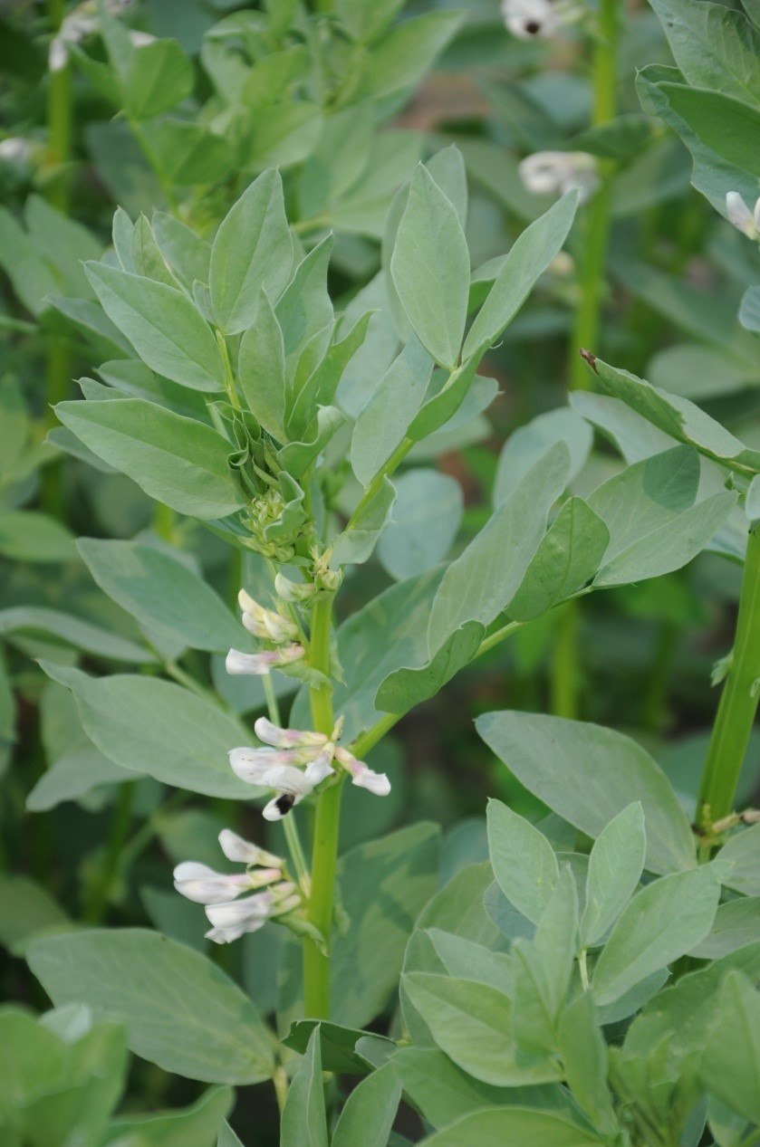 Основные растения Сенокосов и пастбищ