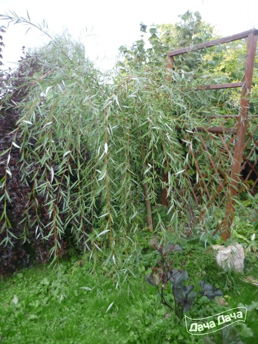 Ива плакучая можно ли сажать около