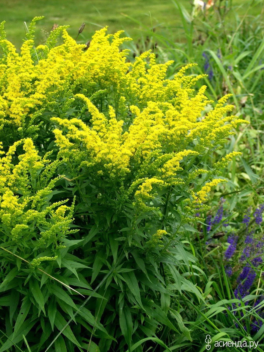 Сорная трава с жёлтыми цветками