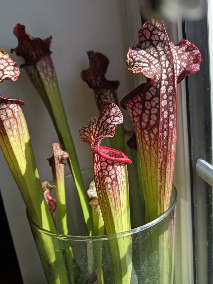 Саррацения дарлингтония