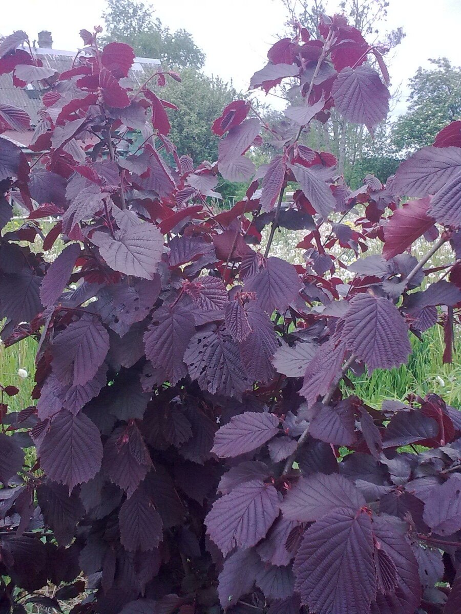 Лещина (Corylus avellana);