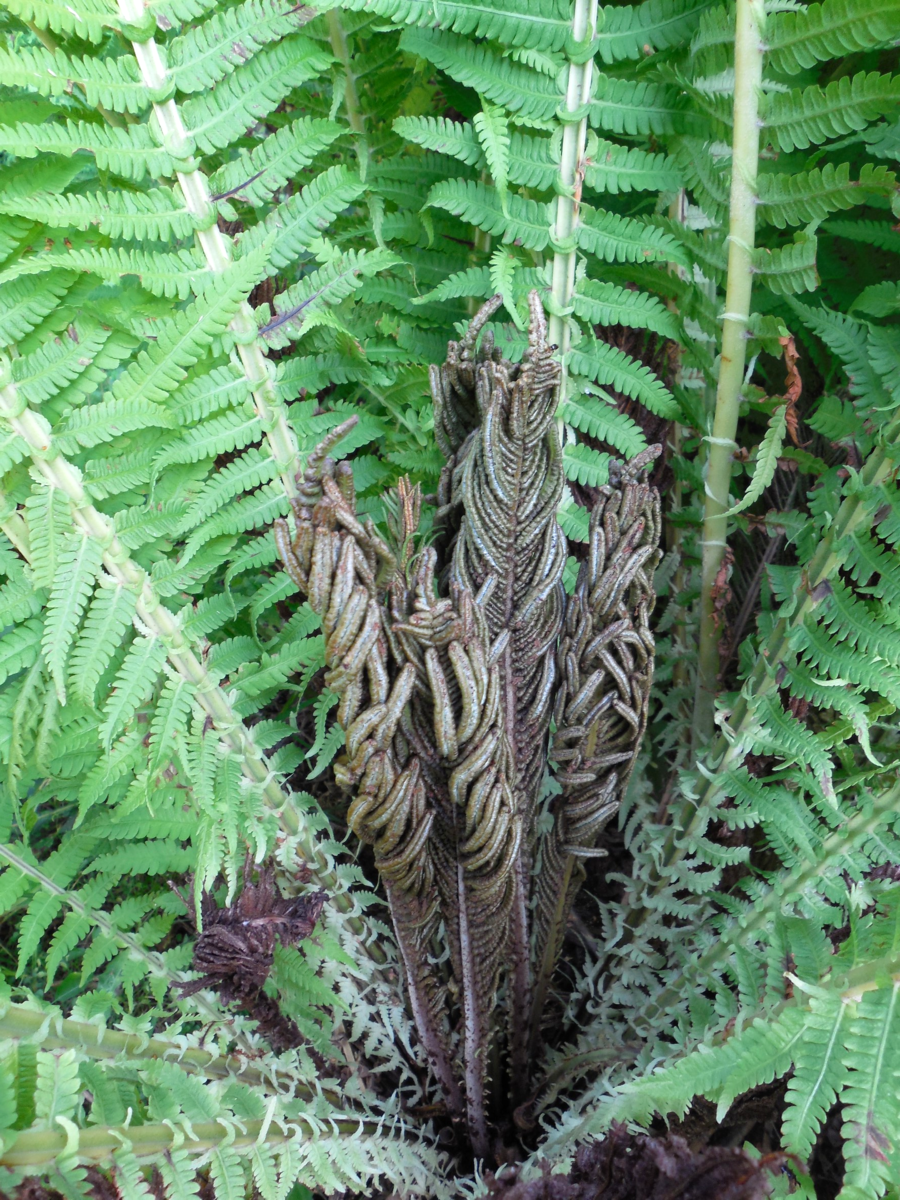 Гигрофит папоротник