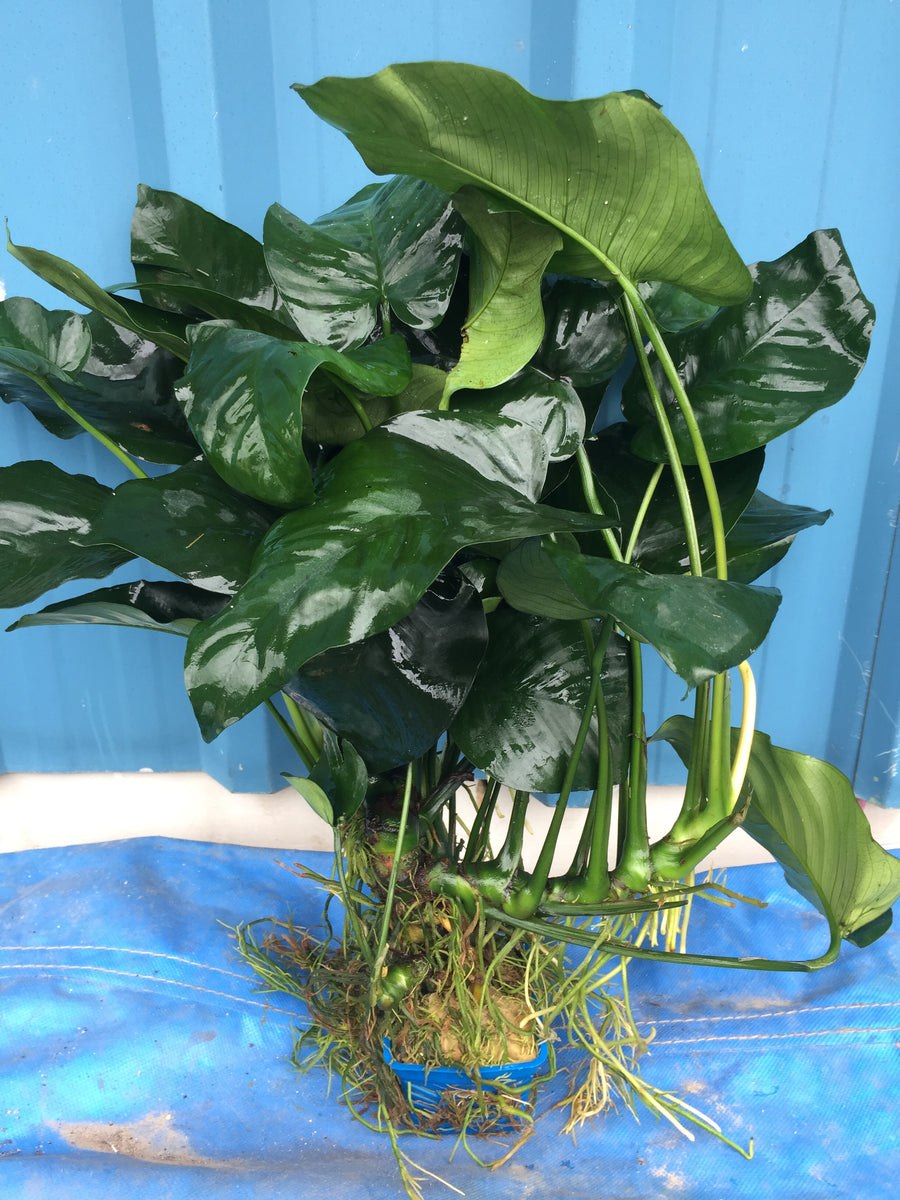 Анубиас Нана на лаве