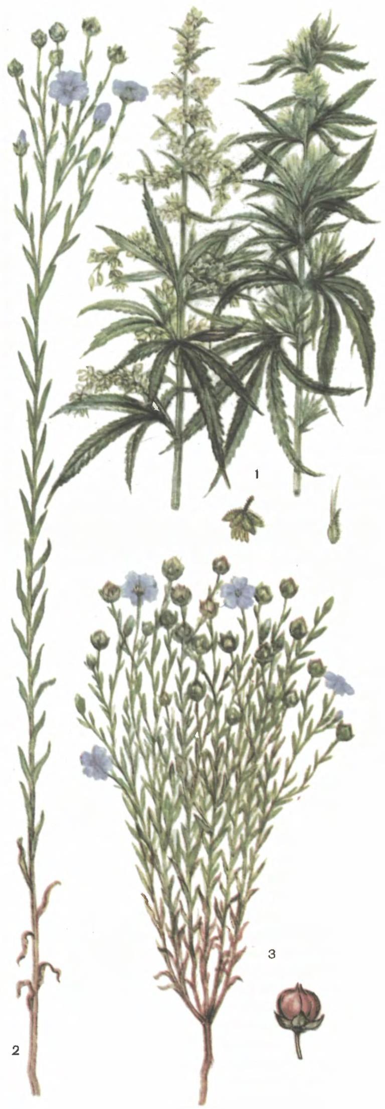 Одуванчик Луговой