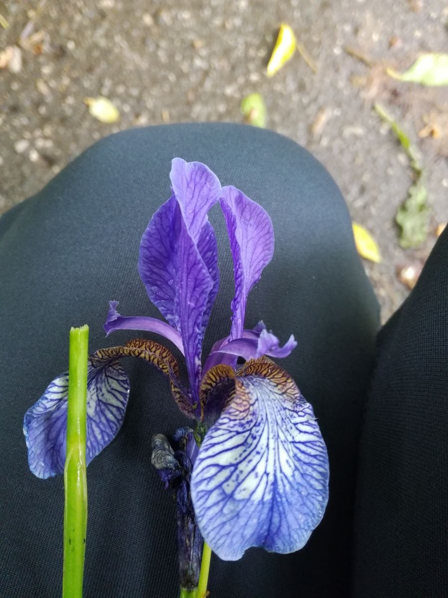 Ирис Сибирский Карриер