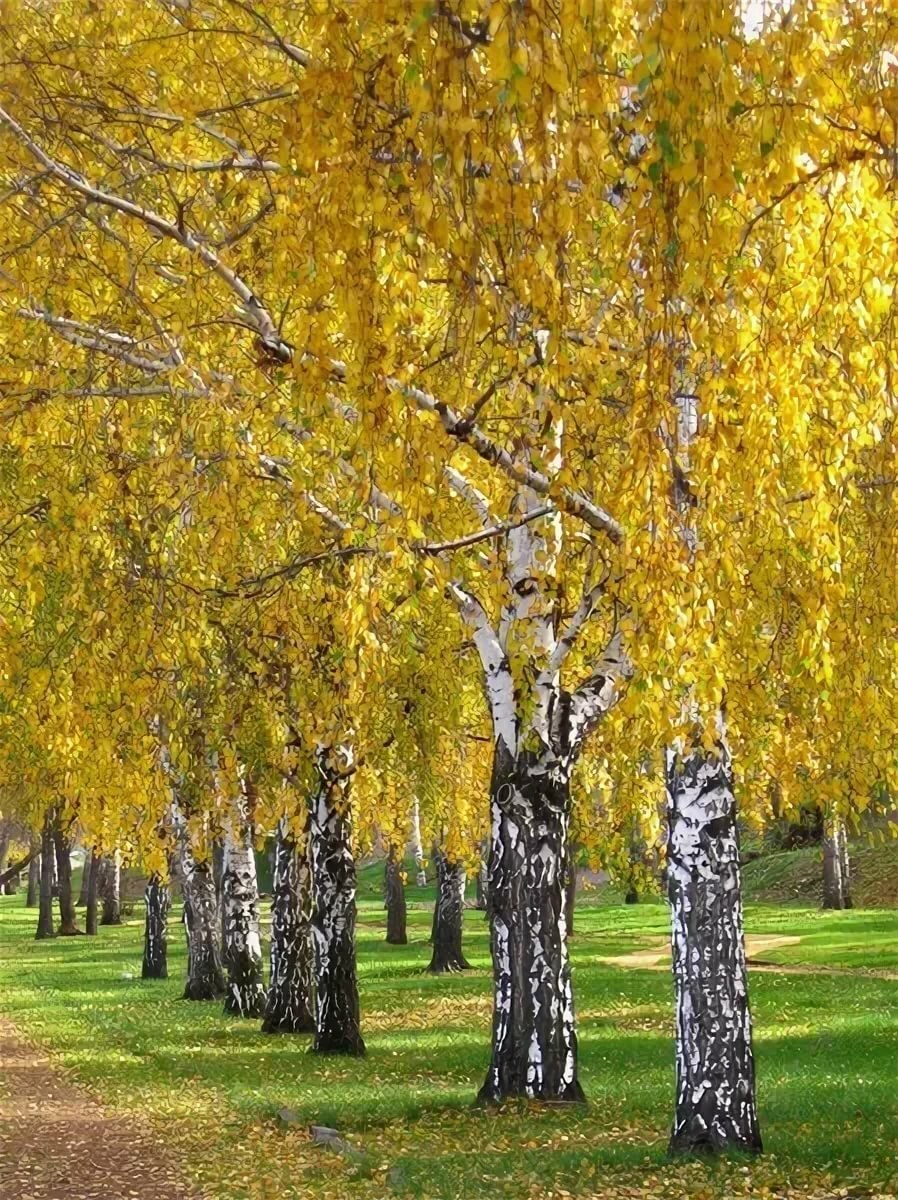 Береза повислая (бородавчатая)