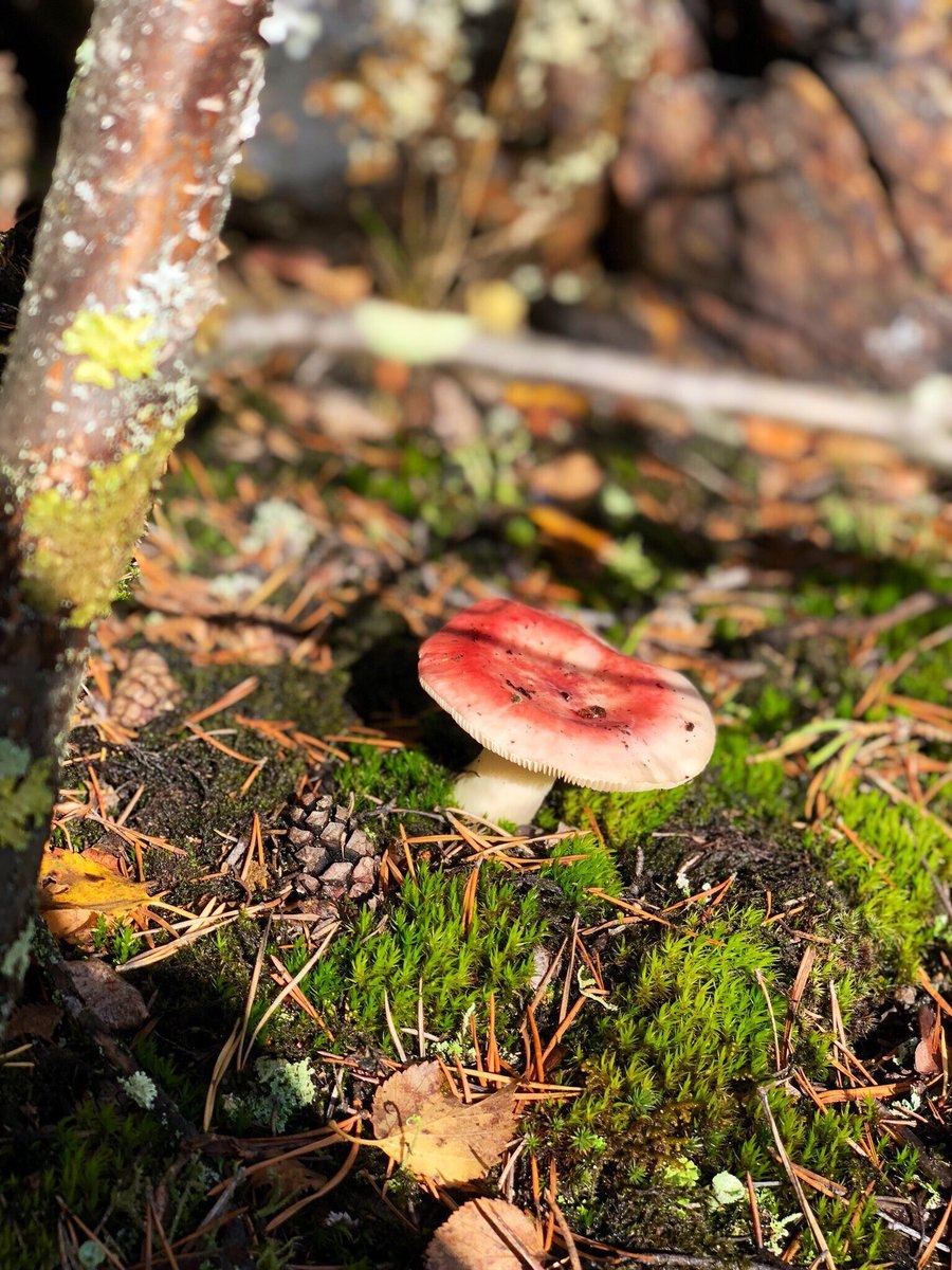 Грибы Карелии подосиновик