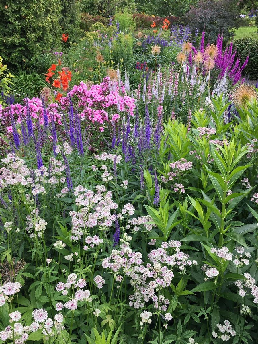 Astrantia Major "Alba"и Хоста