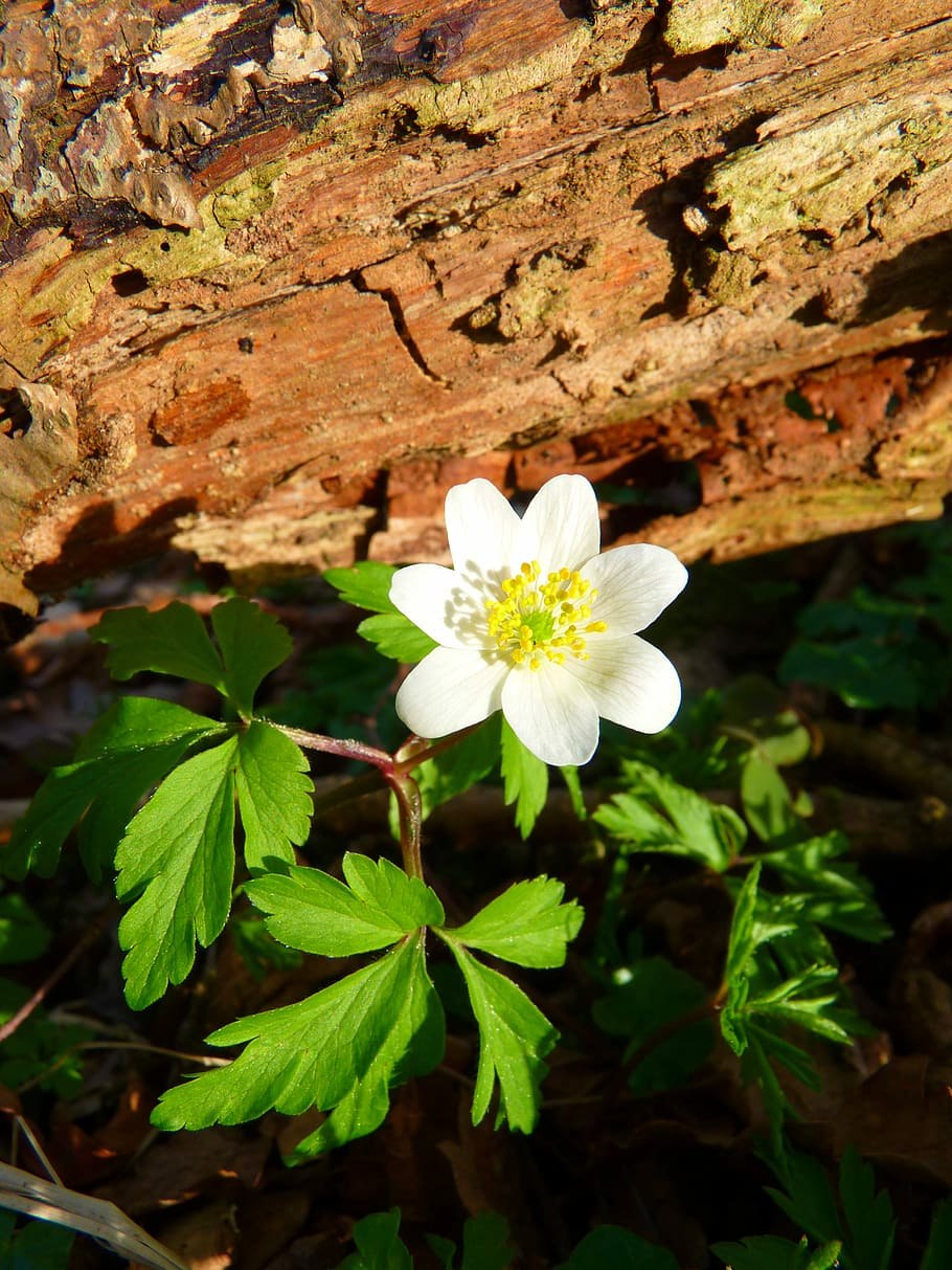 4. Ветреница Лесная (Anemone Sylvestris)