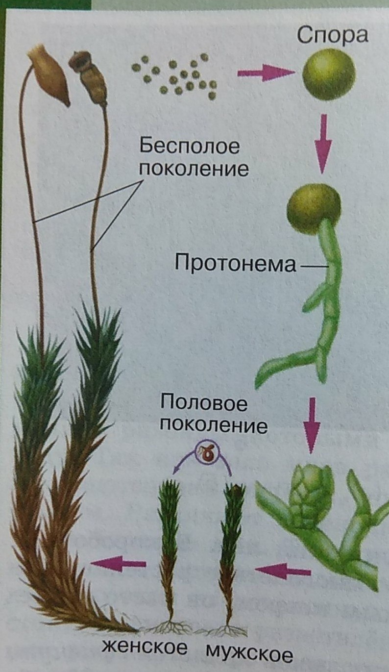 Отдел Моховидные особенности строения и жизнедеятельности