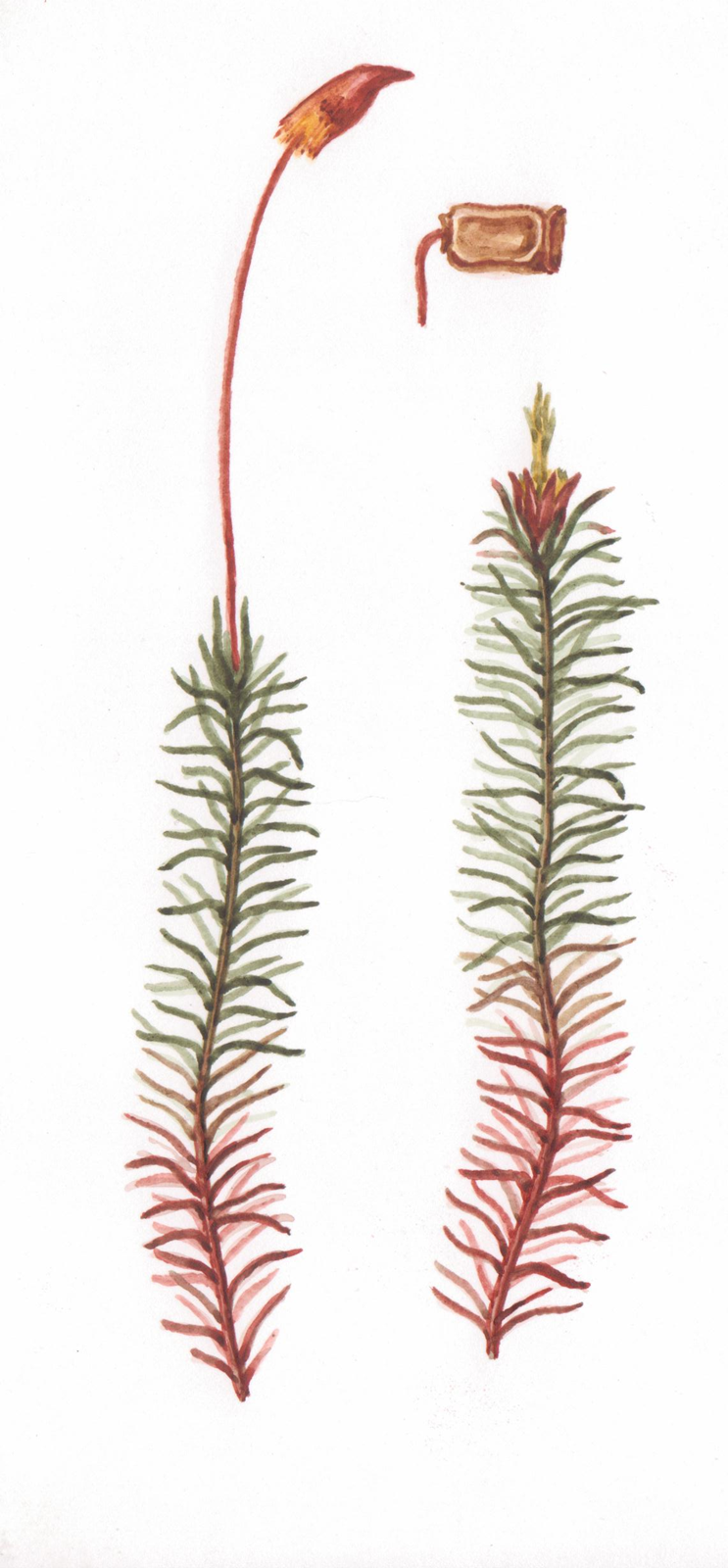 Polytrichum juniperinum Hedw.