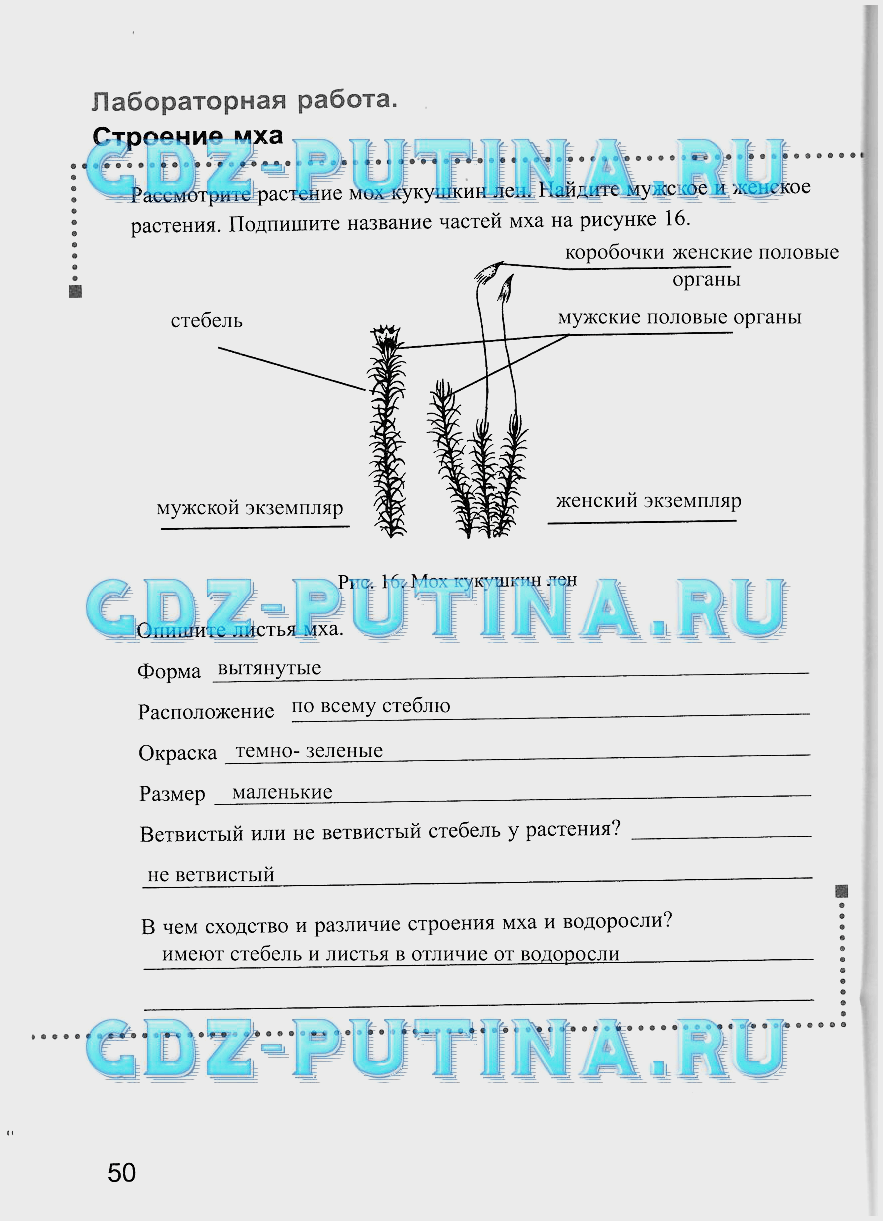 Мхи строение