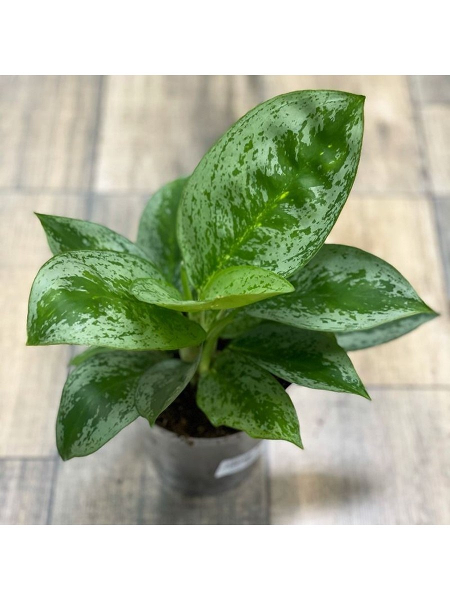 Аглаонема Дебора