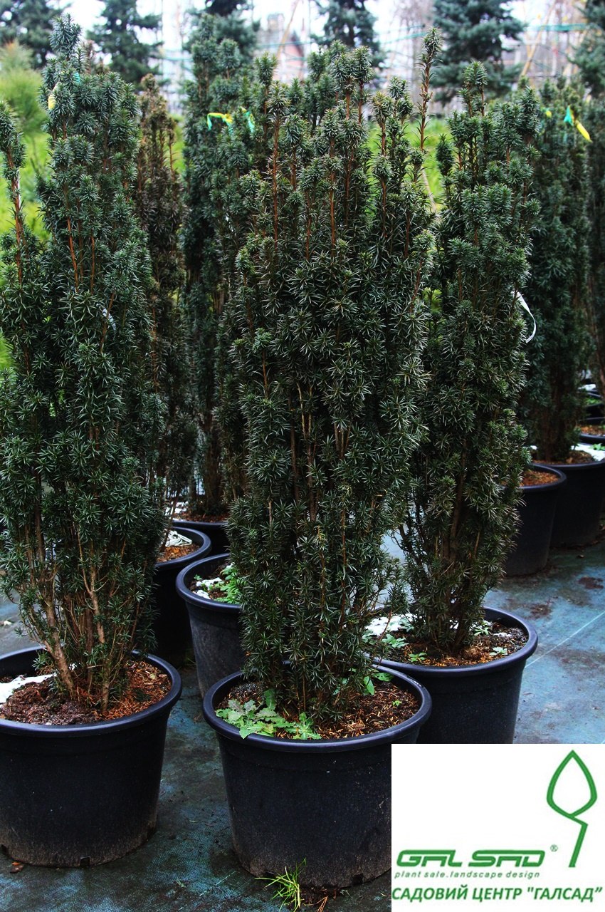 Туя Брабант Живая изгородь