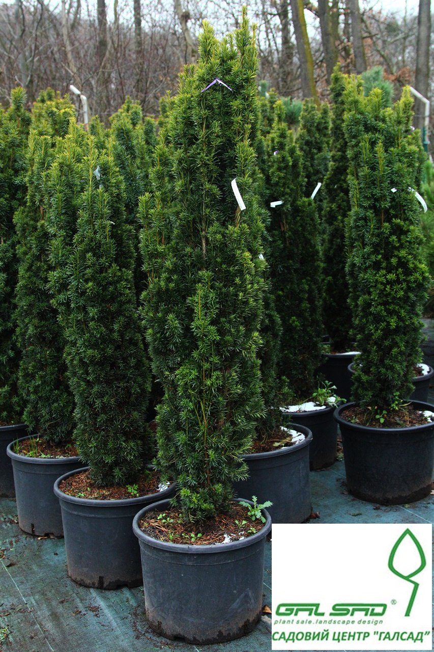 Тис ягодный Фастигиата Робуста