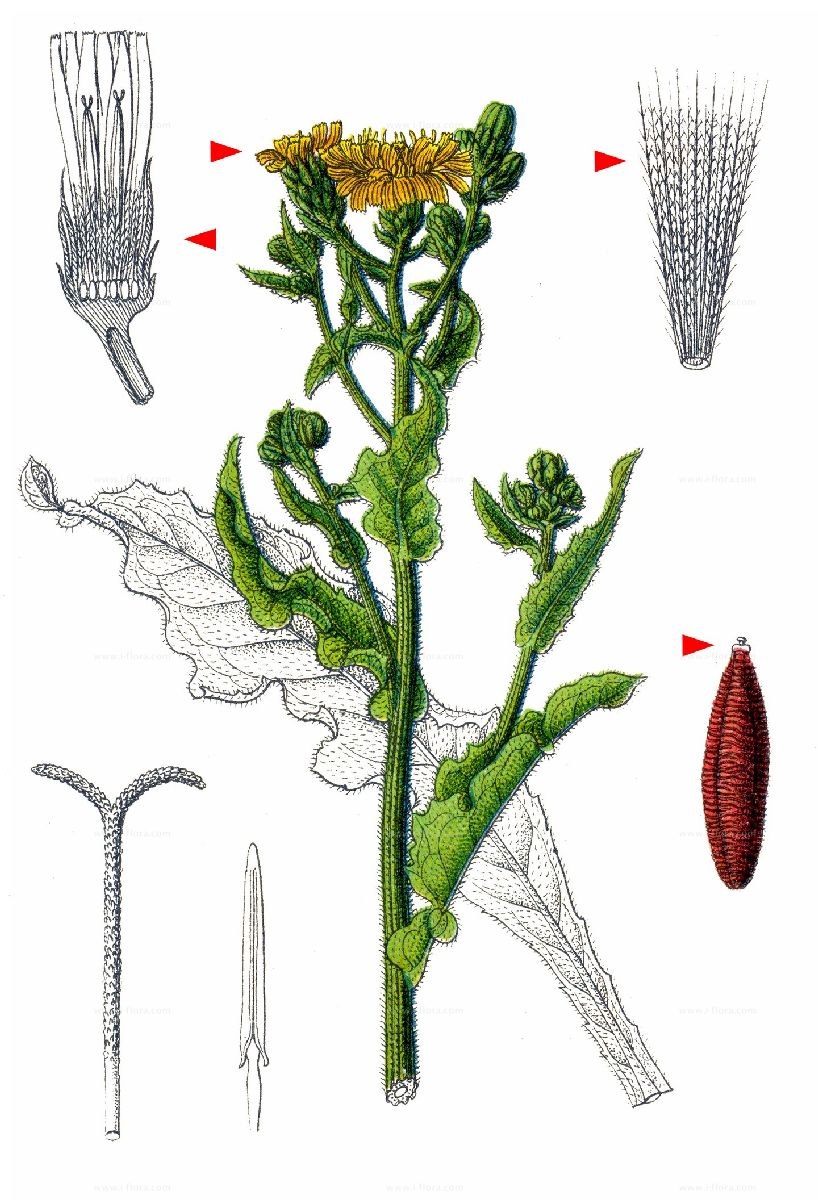 Двугубый венчик яснотки