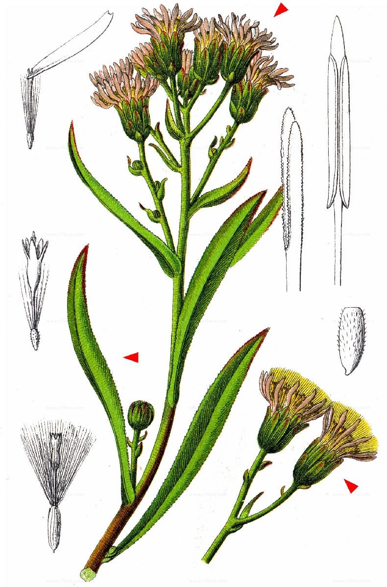 Василек синий Фармакогнозия