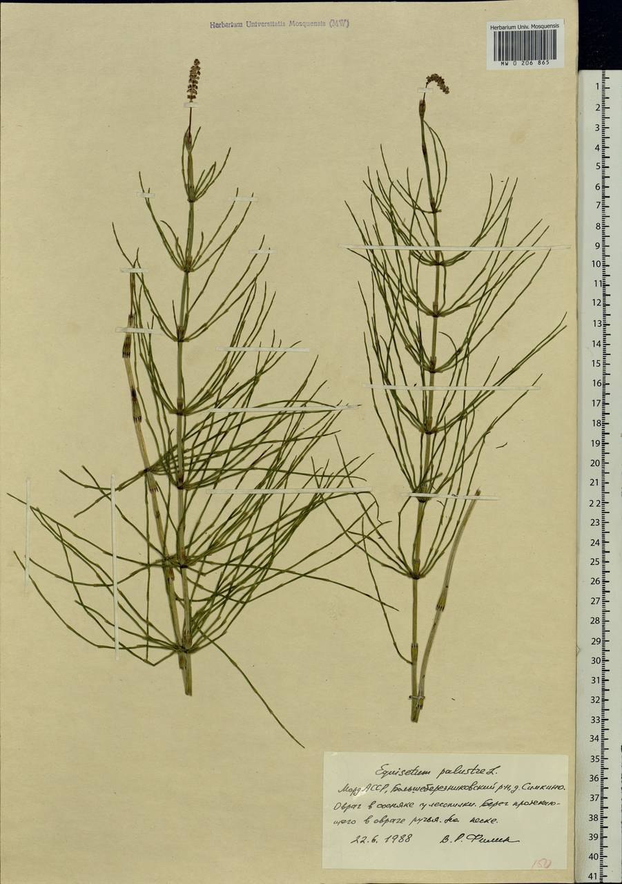 Хвощ полевой - Equisétum arvénse