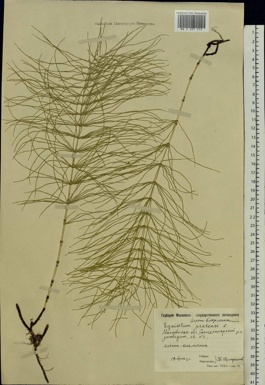 Хвощи для рабочего стола
