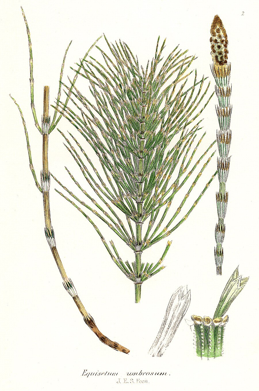 Хвощ полевой Equisetum arvense l.