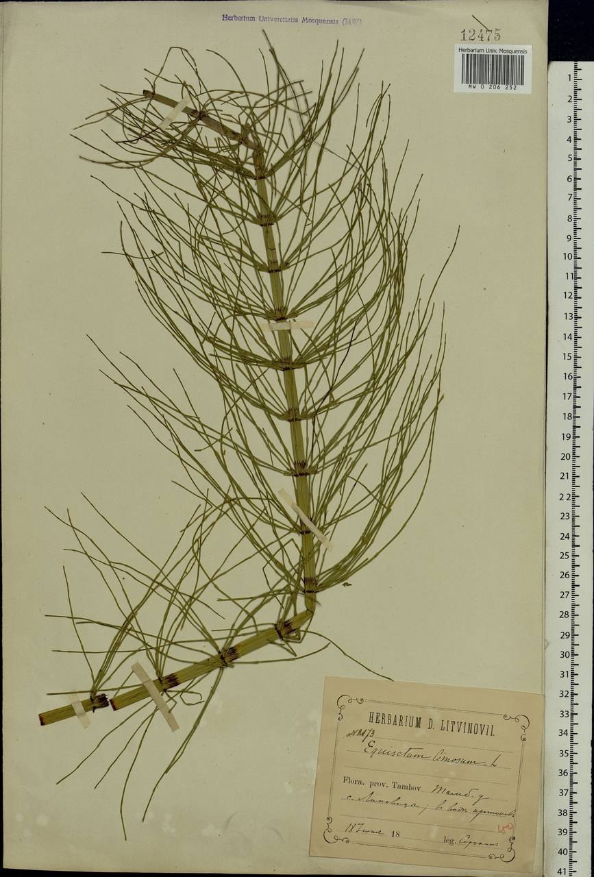 Хвощ Луговой