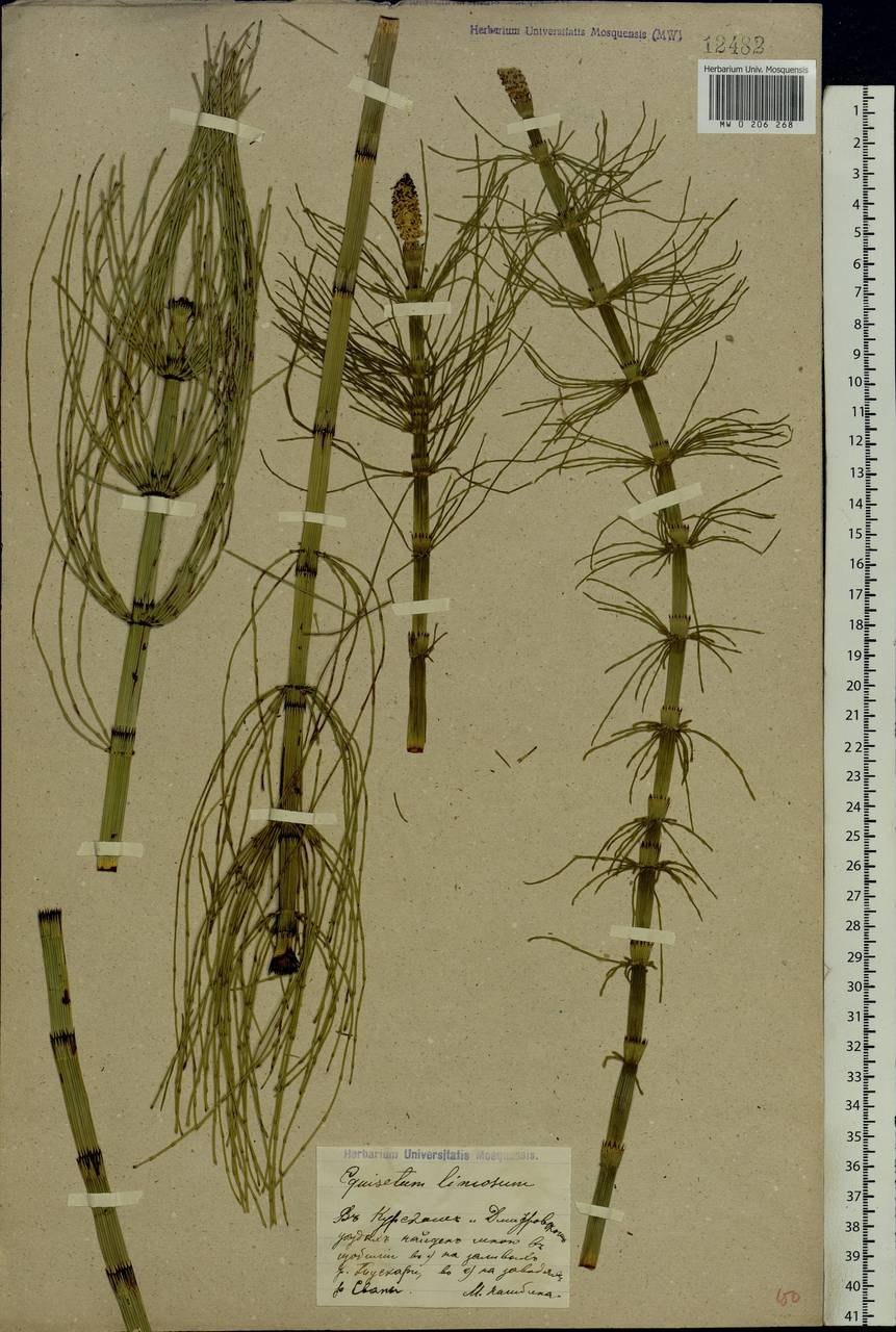 Хвощ полевой щитовидная железа