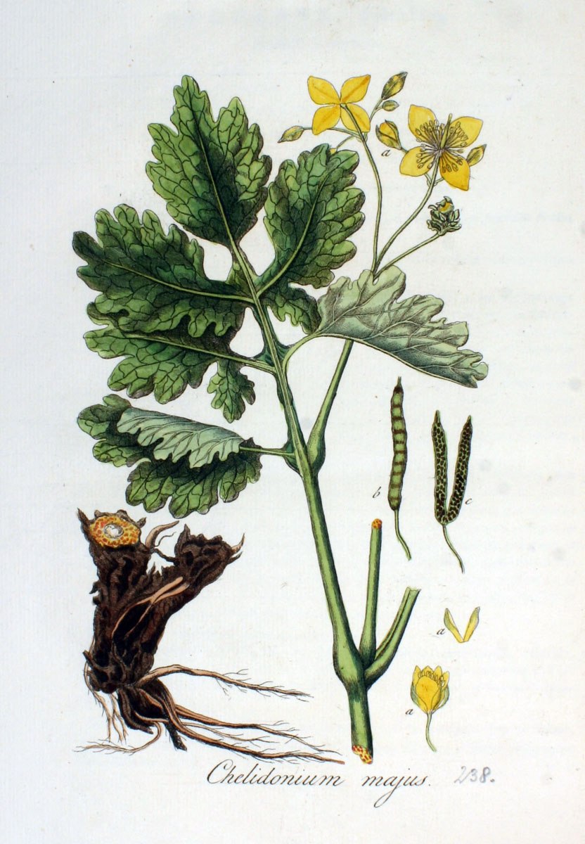Чистотел большой Chelidonium majus