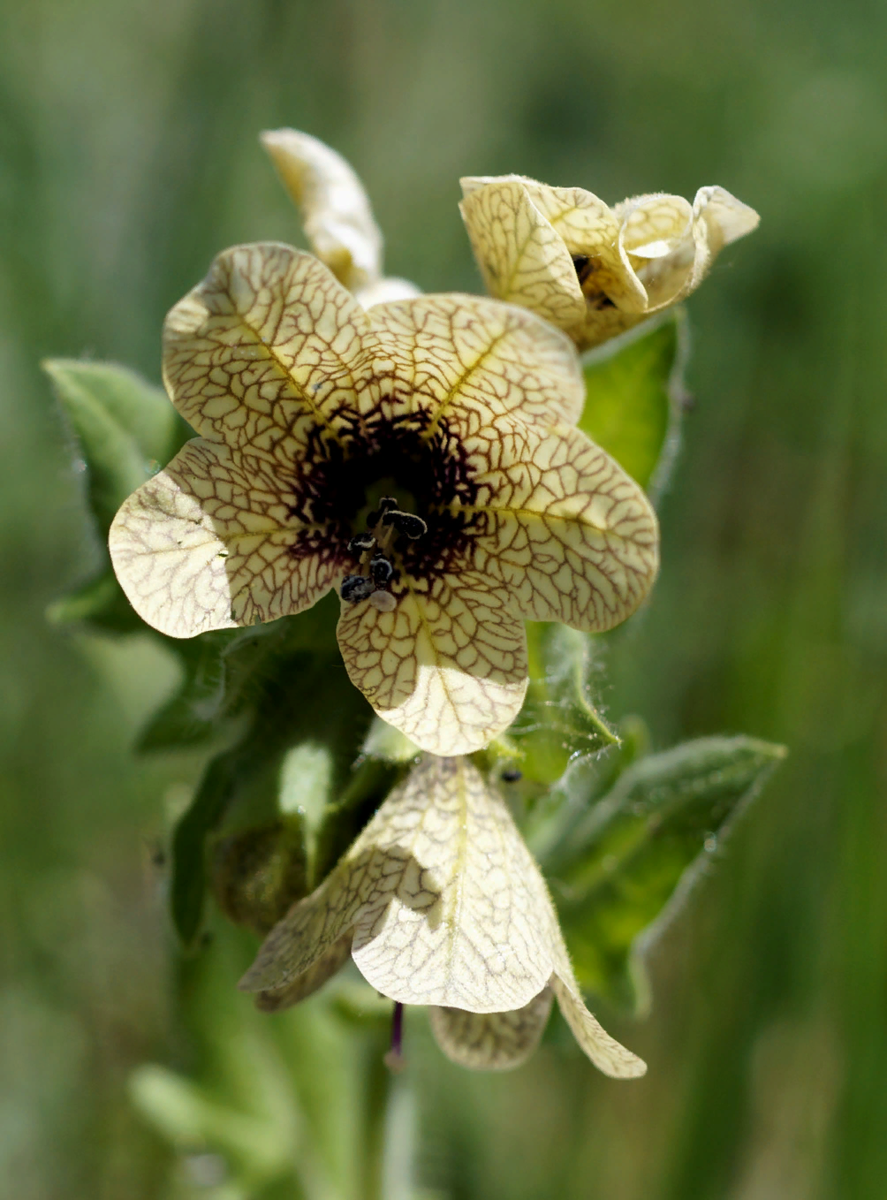 Чистотел большой Chelidonium majus