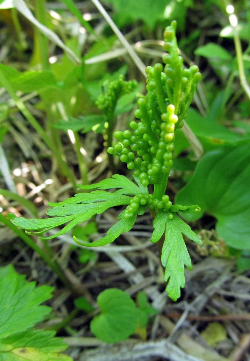Гроздовник виргинский (Botrychium virginianum)