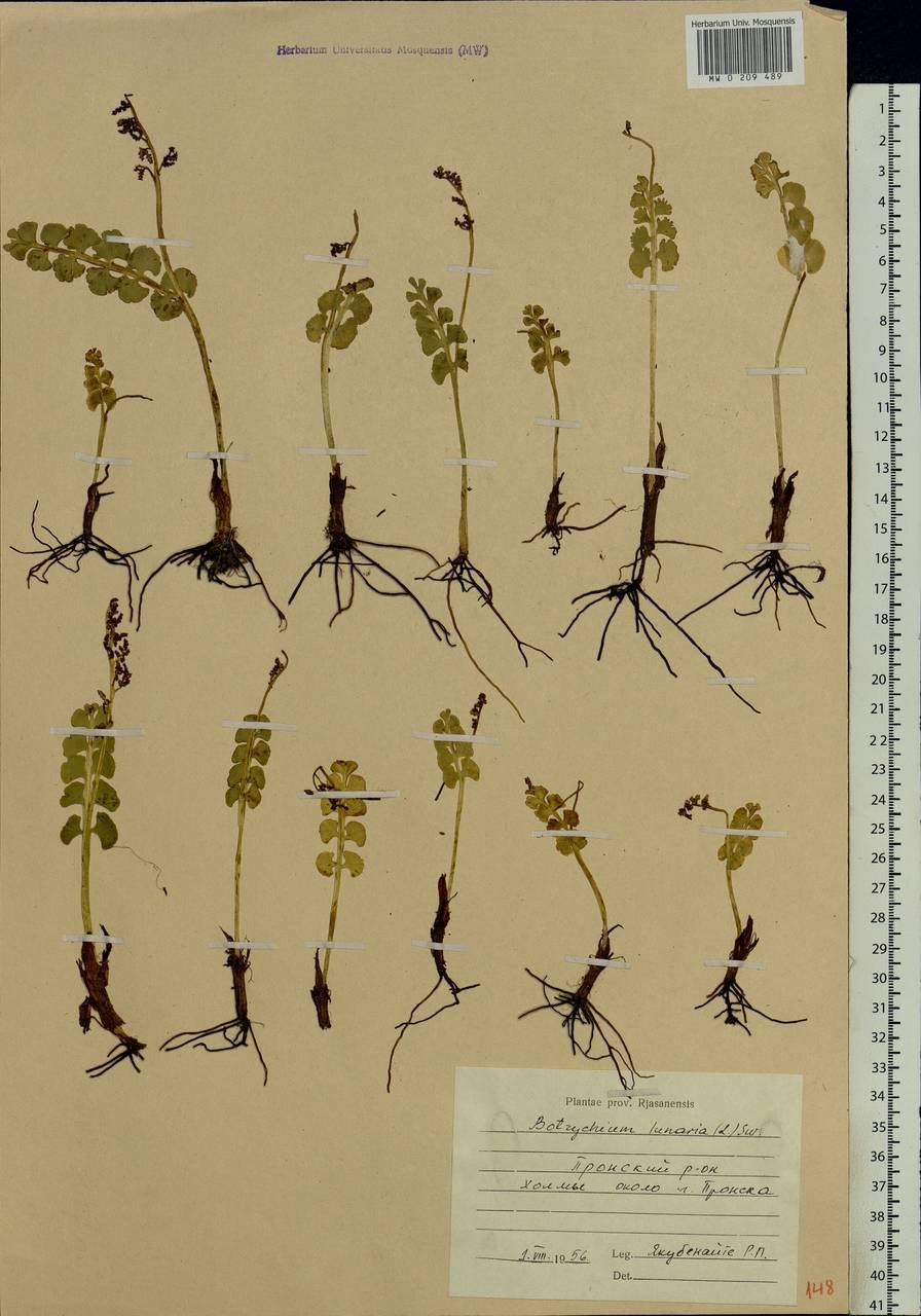 Гроздовника полулунного (Botrychium Lunaria)
